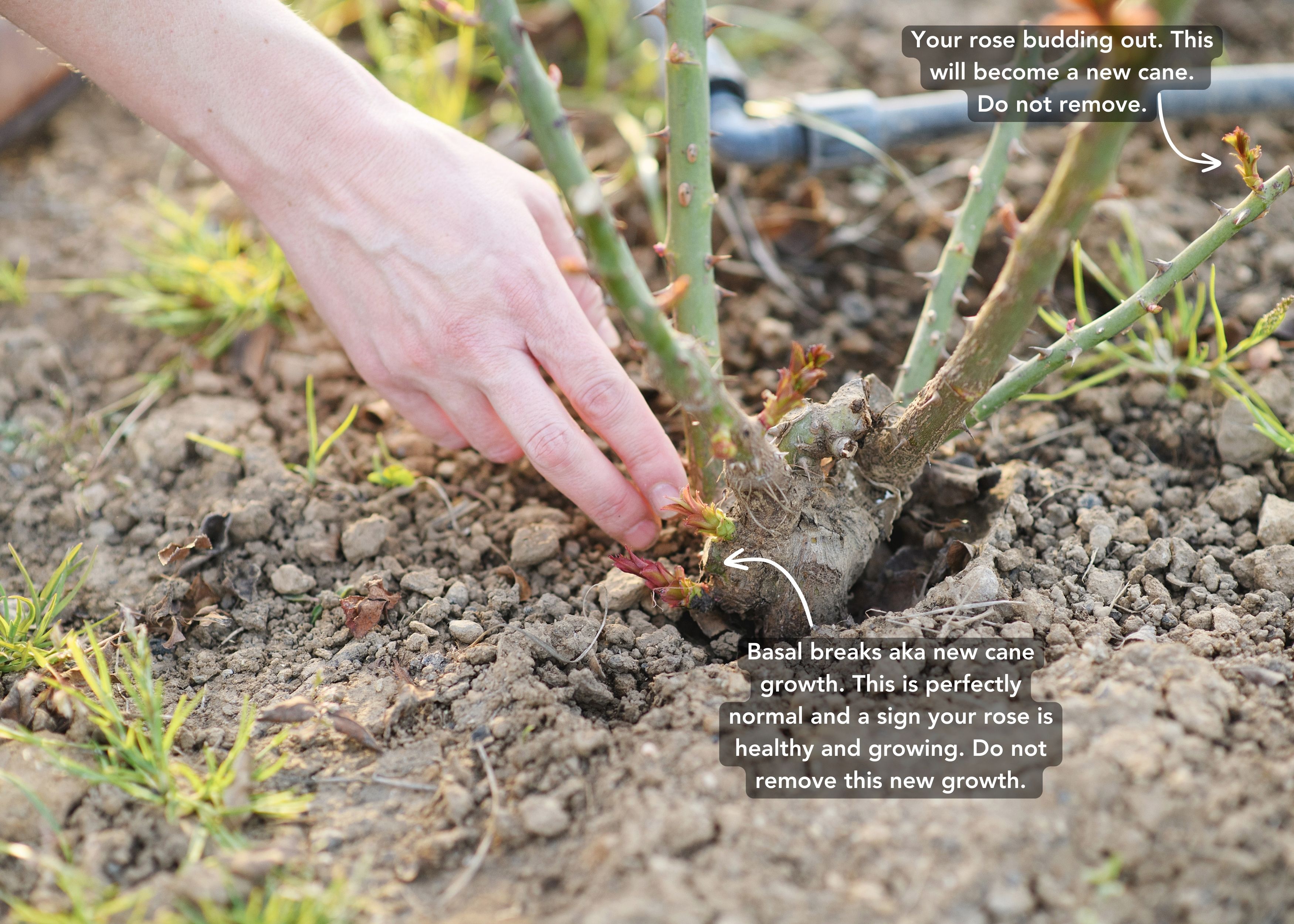 My bare root rose has red featherlike growth coming out of the canes